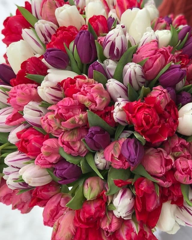Bouquet de 300 tulipes multicolores