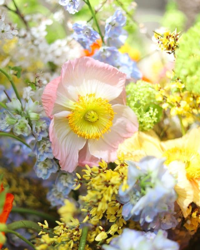 Composition florale avec coquelicots multicolores, genêt jaune et delphinium bleu