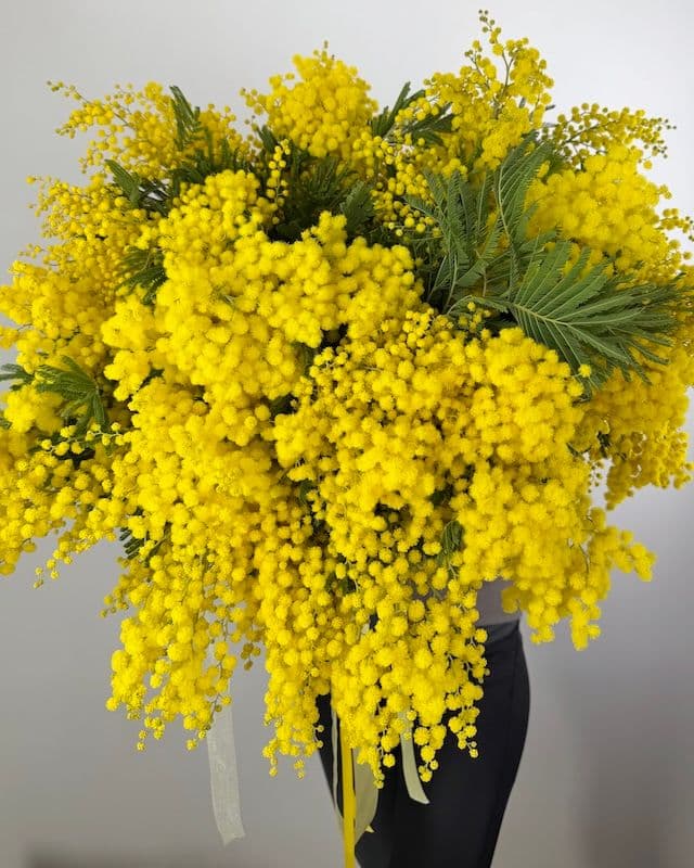 Grand bouquet de mimosa