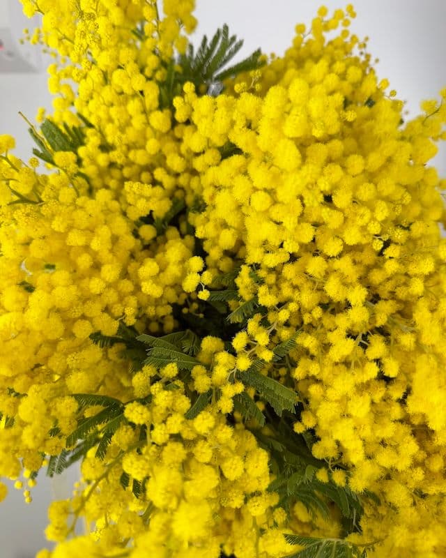 Grand bouquet de mimosa