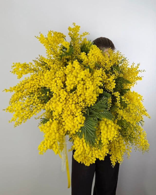 Grand bouquet de mimosa