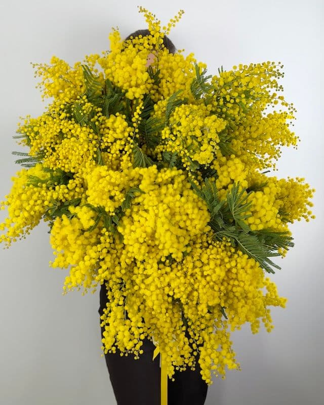 Grand bouquet de mimosa