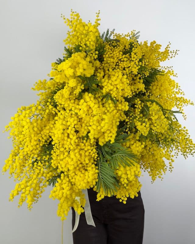 Grand bouquet de mimosa