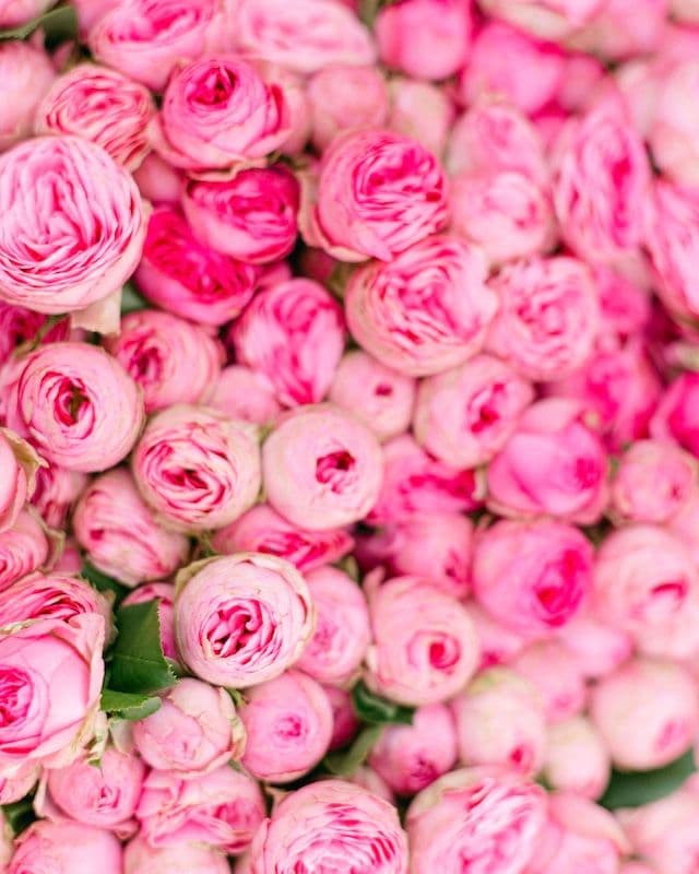 Bouquet Géant de Roses Giselle