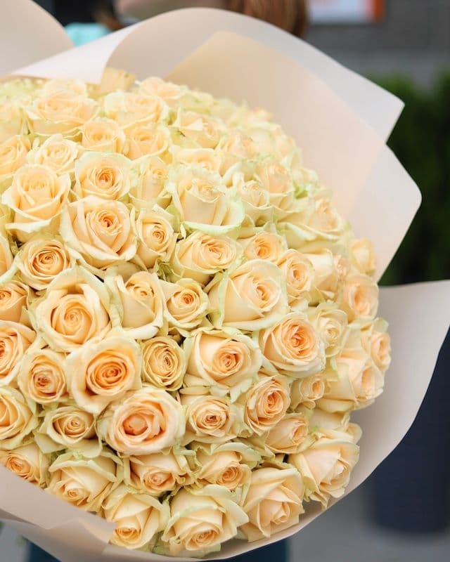 Bouquet de 100 roses crème Avalanche