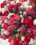 Bouquet de 300 tulipes multicolores