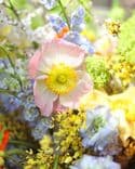 Composition florale avec coquelicots multicolores, genêt jaune et delphinium bleu