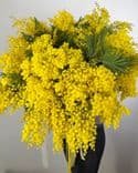 Grand bouquet de mimosa