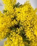 Grand bouquet de mimosa