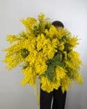 Grand bouquet de mimosa