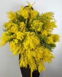 Grand bouquet de mimosa
