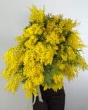 Grand bouquet de mimosa