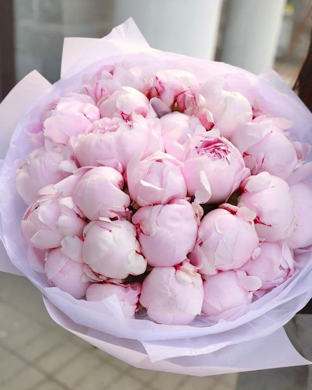 Bouquet de 25 pivoines variete Sara Bernar