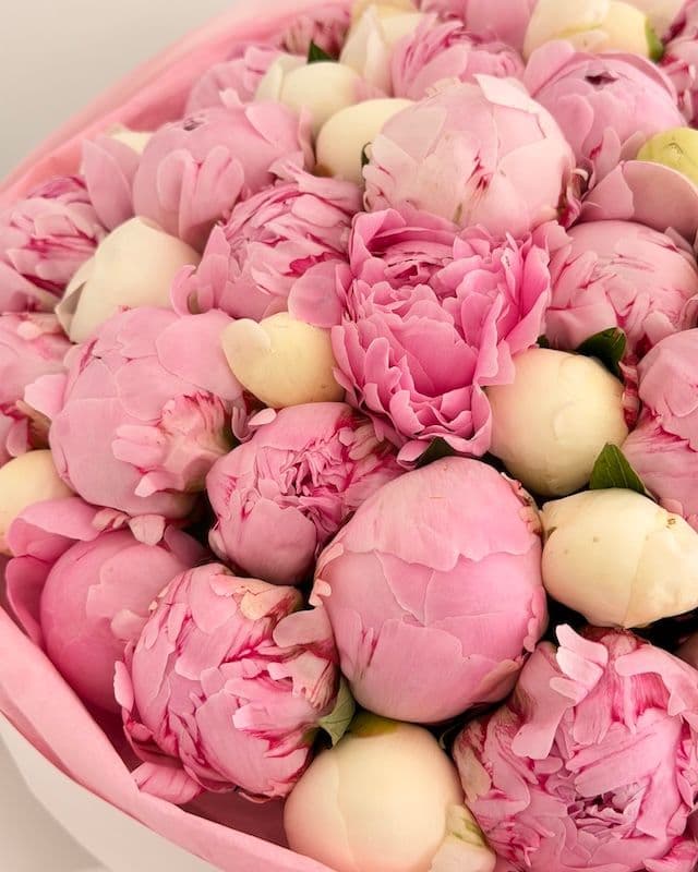 Bouquet 50 pivoines | Bowl of Cream