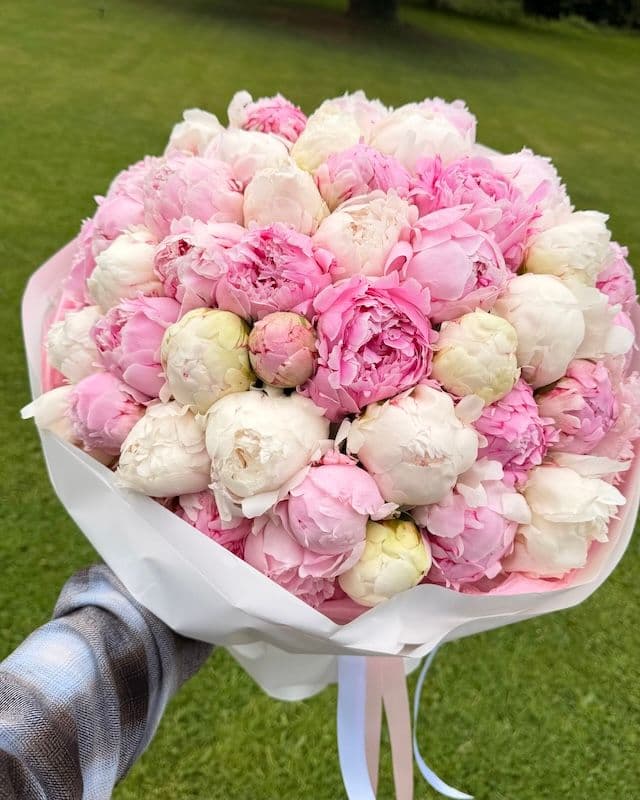 Bouquet de 50 pivoines blanc et rose Duchesse