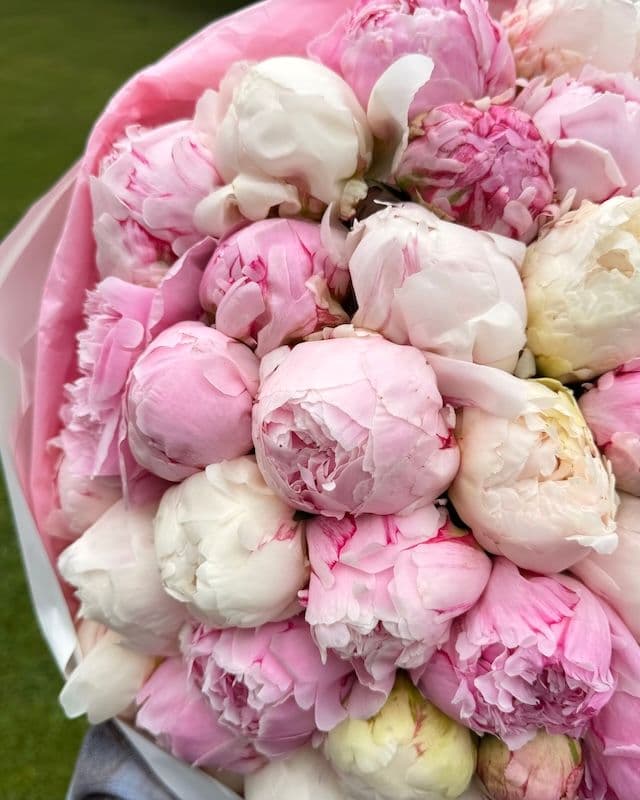Bouquet de 50 pivoines blanc et rose Duchesse