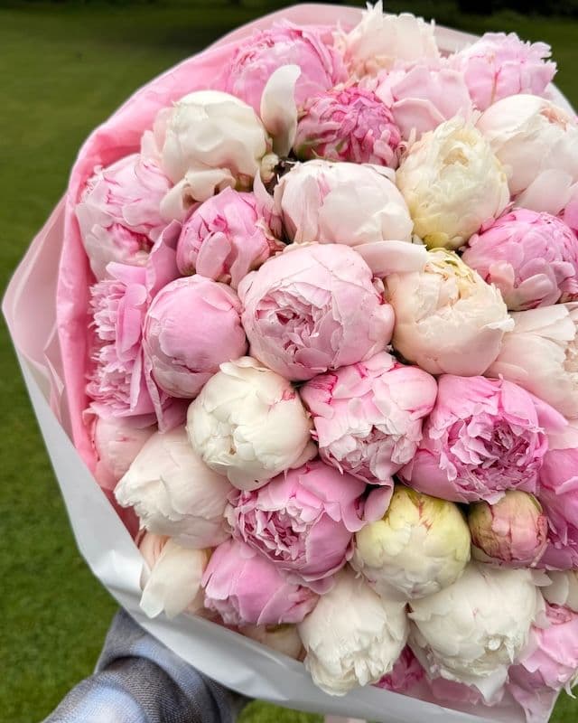 Bouquet de 50 pivoines blanc et rose Duchesse