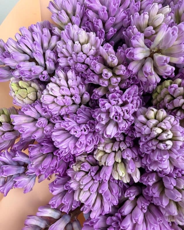 Bouquet de 50 jacinthes