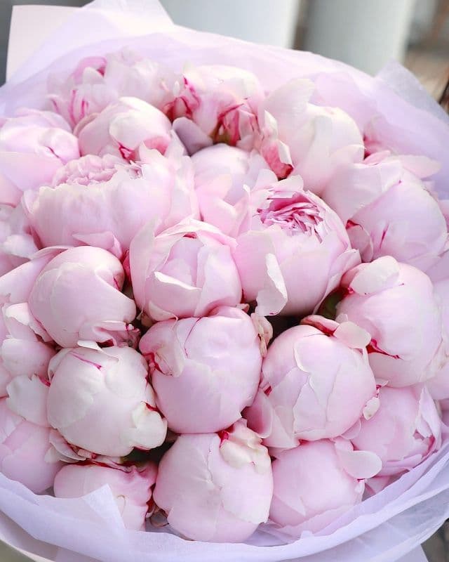 Bouquet de 25 pivoines variete Sara Bernar